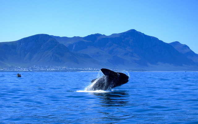 Hermanus Whale Watching